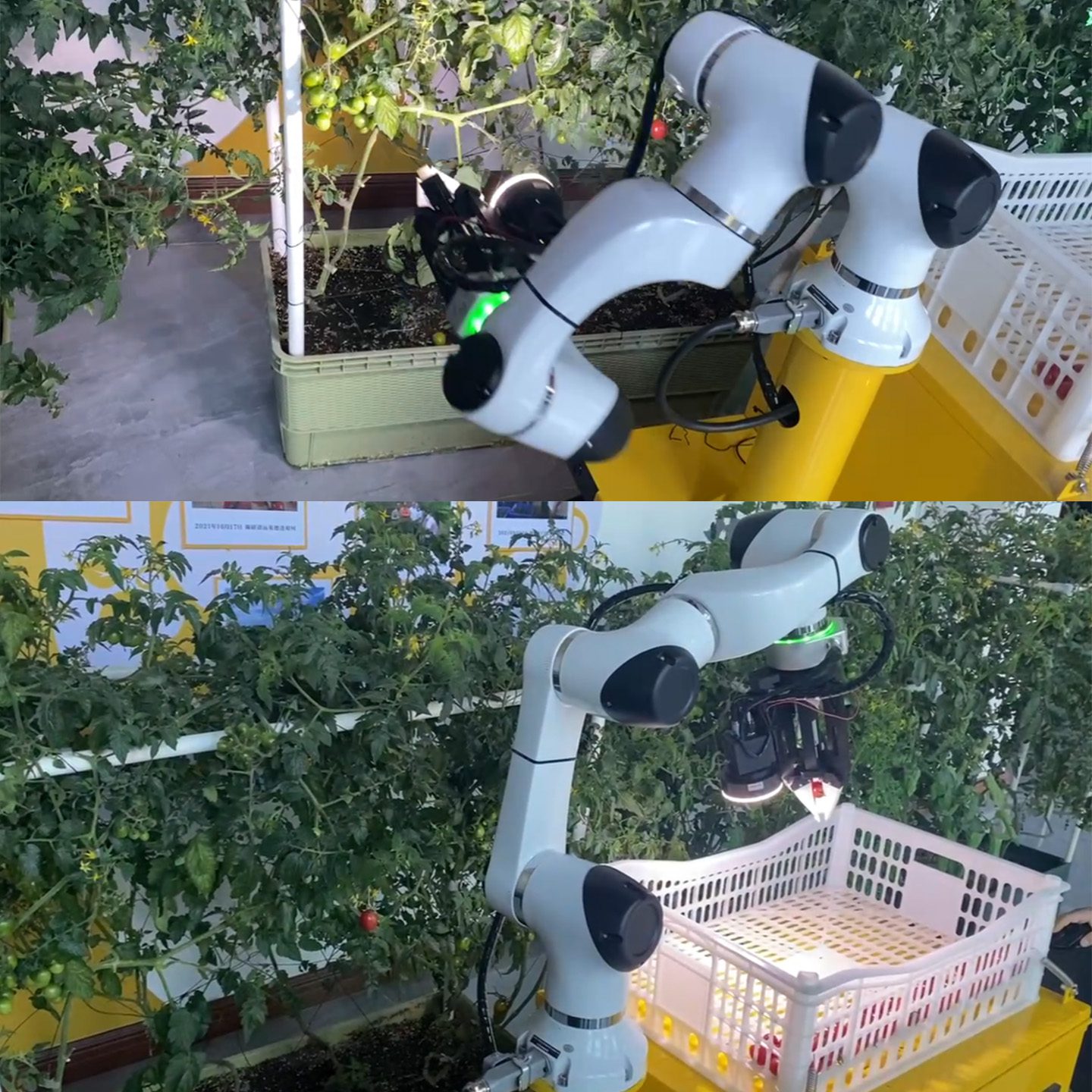 草莓小西红柿采摘机器人作业细节展示